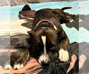 Penelope - Female American Staffordshire Terrier-Unknown Mix Dog for Adoption - Photo #6