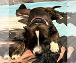 Small #5 American Staffordshire Terrier Mix
