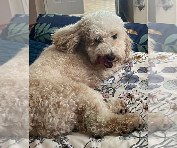 Medium Photo #3 Poodle (Miniature) Puppy For Sale in San Diego , CA, USA
