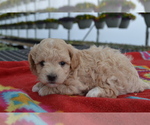 Puppy Miles Maltipoo