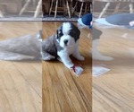 Small Photo #3 Saint Bernard Puppy For Sale in BETHEL, MO, USA