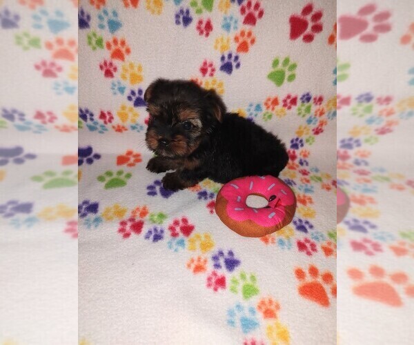 Medium Photo #14 Yorkshire Terrier Puppy For Sale in LAPEER, MI, USA