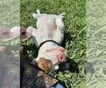 Small #2 American Pit Bull Terrier Mix