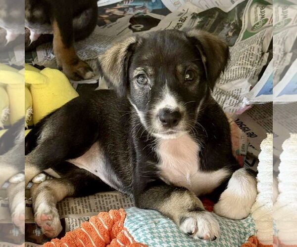 Medium Photo #1 Bernese Mountain Dog-Labrador Retriever Mix Puppy For Sale in Jefferson, NJ, USA