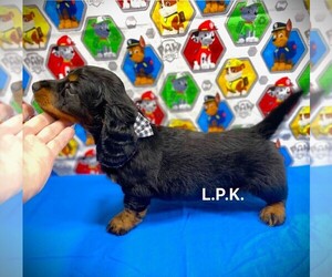 Dachshund Puppy for sale in WINNSBORO, LA, USA