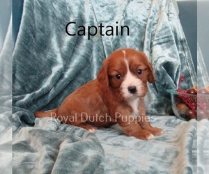 Cavalier King Charles Spaniel Puppy for sale in LE MARS, IA, USA