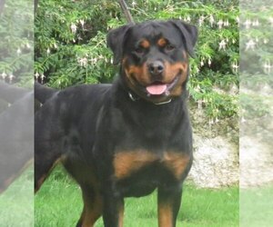 Mother of the Rottweiler puppies born on 02/29/2024