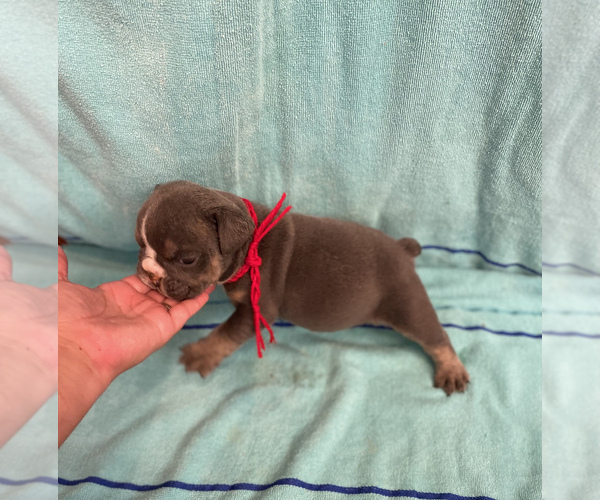 Medium Photo #6 English Bulldog Puppy For Sale in DENVER CITY, TX, USA