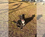 Small #13 American Pit Bull Terrier Mix