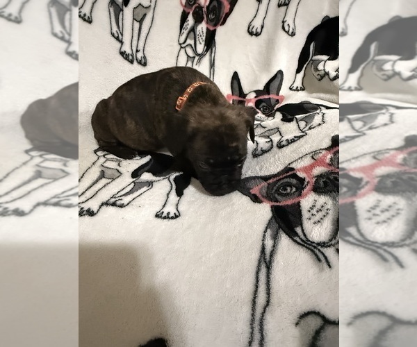 Medium Photo #5 Cane Corso Puppy For Sale in WALNUT GROVE, GA, USA