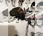 Small #1 Cane Corso