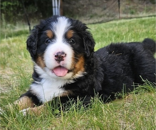 Medium Photo #11 Bernese Mountain Dog Puppy For Sale in SAINT MARIES, ID, USA
