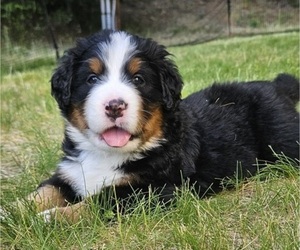 Medium Bernese Mountain Dog