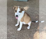 Small #1 Labrador Retriever Mix