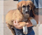 Small #3 Boxer-German Shepherd Dog Mix