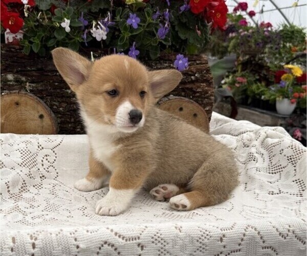 Medium Photo #5 Pembroke Welsh Corgi Puppy For Sale in OWEN, WI, USA