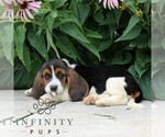 Small #3 Basset Hound