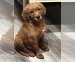 Small Photo #6 Golden Retriever-Poodle (Toy) Mix Puppy For Sale in NEWPORT BEACH, CA, USA
