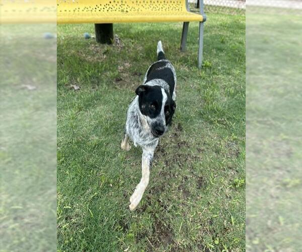 Medium Photo #1 Mutt Puppy For Sale in Temple, TX, USA