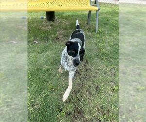 Mutt Dogs for adoption in Temple, TX, USA