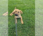 Small #5 Labrador Retriever Mix