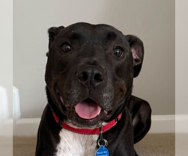 Medium Photo #3 Labrador Retriever-Unknown Mix Puppy For Sale in Greenbelt, MD, USA