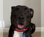 Small #2 Labrador Retriever Mix