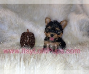 Medium Yorkshire Terrier