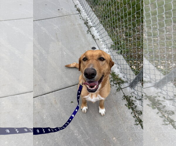 Medium Photo #1 Labrador Retriever Puppy For Sale in Sandy, UT, USA