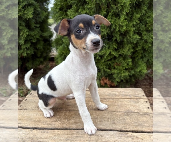 Medium Photo #2 Jack-Rat Terrier Puppy For Sale in MIDDLEBURY, IN, USA