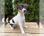 Small #1 Jack-Rat Terrier
