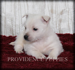 West Highland White Terrier Puppy for sale in COPPOCK, IA, USA