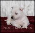 Small Photo #1 West Highland White Terrier Puppy For Sale in COPPOCK, IA, USA