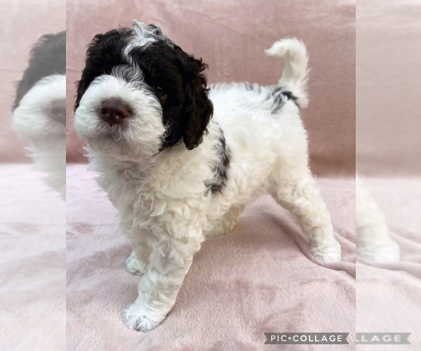 Medium Photo #11 Lagotto Romagnolo Puppy For Sale in VANCOUVER, WA, USA