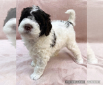 Small #10 Lagotto Romagnolo