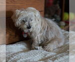 Small #2 Maltipoo