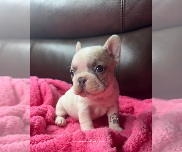 Medium Photo #2 French Bulldog Puppy For Sale in SACRAMENTO, CA, USA