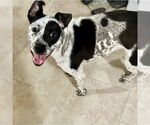 Small #2 Mutt