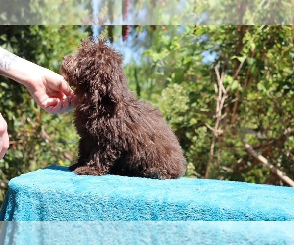 Medium Photo #25 ShihPoo Puppy For Sale in DYERSBURG, TN, USA