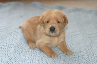 Golden Labrador Puppy for sale in BLOOMINGDALE, WI, USA