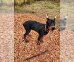 Small Photo #6 Doberman Pinscher Puppy For Sale in DAMASCUS, OR, USA