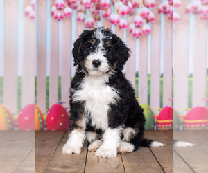 Bernedoodle Puppy for sale in NORTH ADAMS, MI, USA