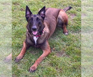 Mutt Dogs for adoption in Stevens Point, WI, USA