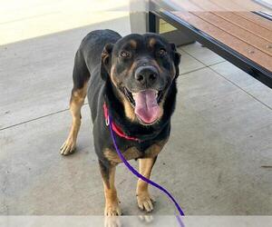 Rottweiler Dogs for adoption in Orange, CA, USA