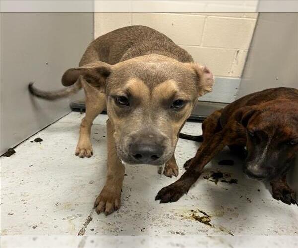 Medium Photo #1 American Pit Bull Terrier-Unknown Mix Puppy For Sale in Conroe, TX, USA