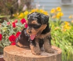 Small Photo #38 Yorkipoo Puppy For Sale in GOSHEN, IN, USA