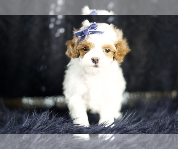 Medium Photo #4 Maltipoo Puppy For Sale in WARSAW, IN, USA