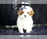 Small #3 Maltipoo