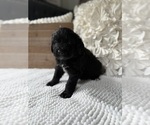 Small #8 Bernedoodle
