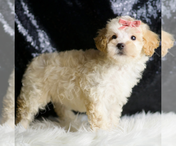 Medium Photo #4 Maltipoo Puppy For Sale in WARSAW, IN, USA